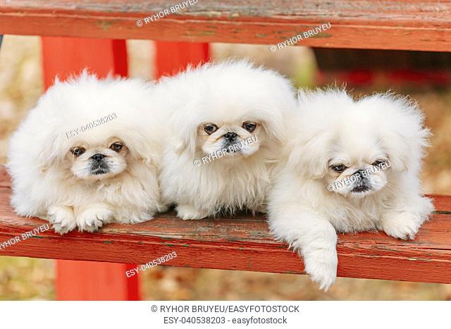 Three White Pekingese Pekinese Peke Whelps Puppies Dog Sitting On Wooden Bench In Autumn Park
