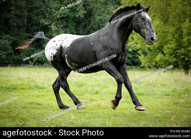 galloping Knabstrup Horse