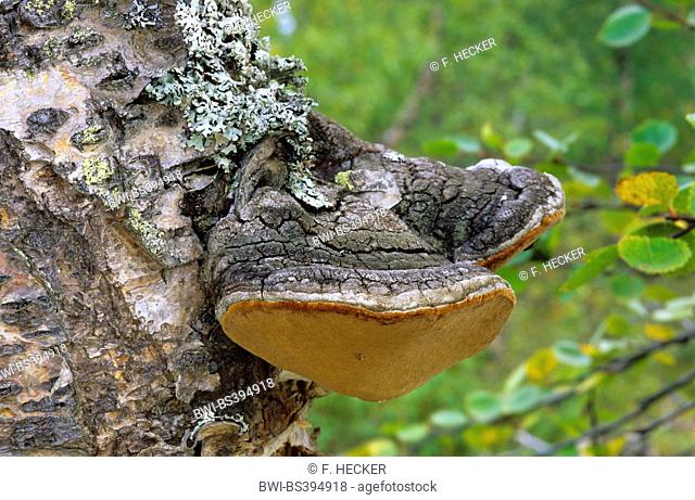 bracket (Phellinus nigricans), fruiting bodies at a birch trunk, Germany