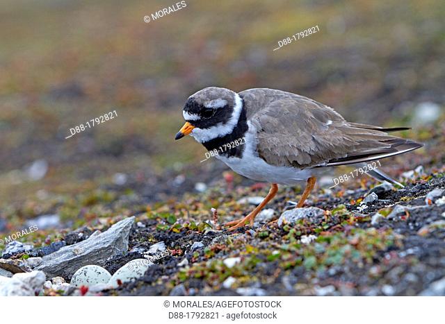 Norway , Spitzbergern , Svalbard , Ny-Alesund , Common Ringed Plover or Ringed Plover Charadrius hiaticula , near the nest