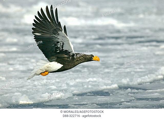 Steller's Sea-Eagle (Haliaeetus pelagicus)