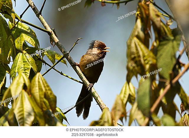 Rusty-fronted barwing, Actinodura egertoni, Eastern Himalayan Birds, Lava, India