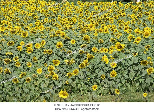 Sunflower field at Amboli ; Sindhudurgh ; Maharashtra ; India