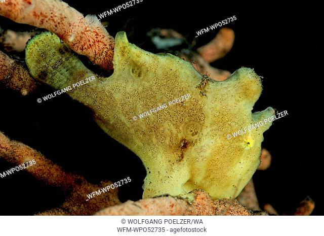 juvenile Painted Frogfish, Antennarius pictus, Alam Batu House Reef, Bali, Indonesia