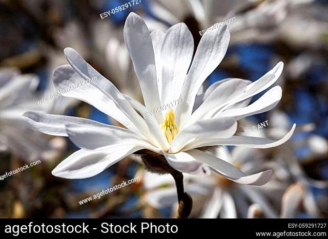 Magnolia Stellata a winter spring white flower shrub or small tree commonly known as star magnolia