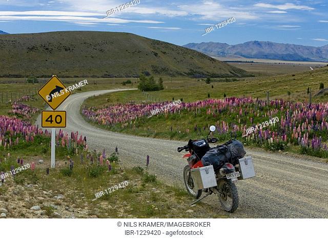 Enduro motorcycle on a gravel road with colorful Lupines (Lupinus), Lake Tekapo, South Island, New Zealand