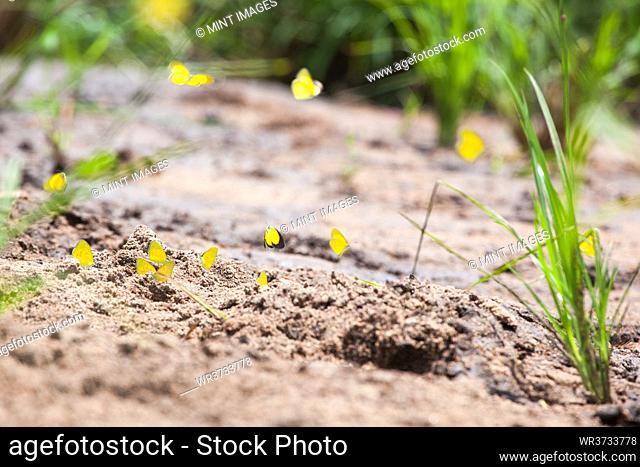 A Flock of Broad-Bordered Grass Yellows Butterflies, Eurema brigitta
