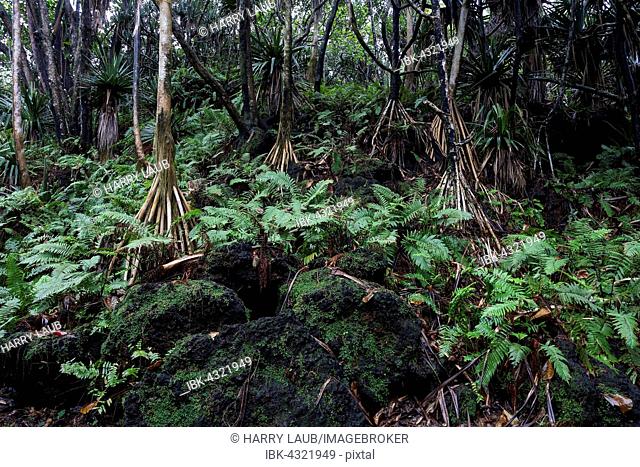 Tropical vegetation, screw palm (Pandanus), near Anse des Cascades in Piton Sainte-Rose, Reunion, Africa