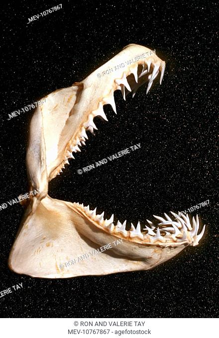 Grey Nurse / Sand Tiger / Ragged-tooth Shark jaw - Cleaned jaw of Grey Nurse. Teeth have evolved to catch fish. Sharks with triangular teeth are potentially...
