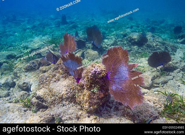 Multiple large coral fan in a reef