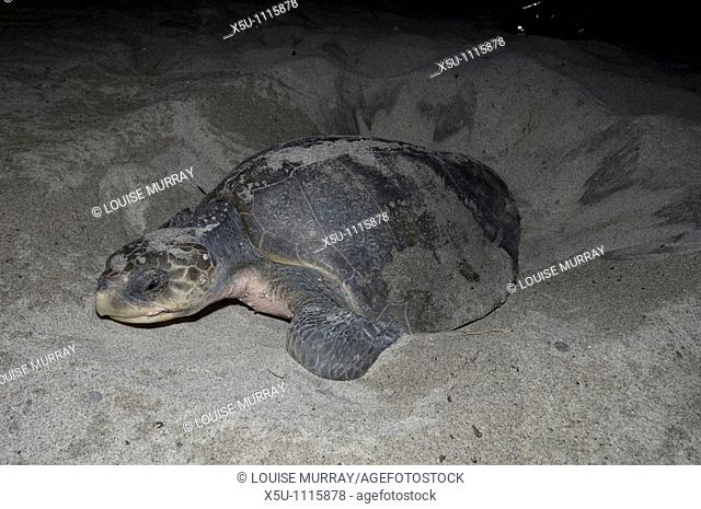 Female turtle completes burying her eggs which will be dug up and placed in secure guarded compunds called viveros Olive Ridley turtles, Barra de la Cruz