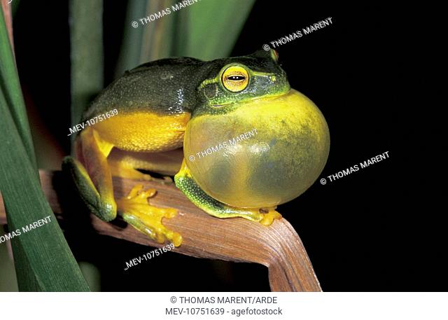 Dainty Green Treefrog - with vocal sac inflated (Litoria gracilenta)