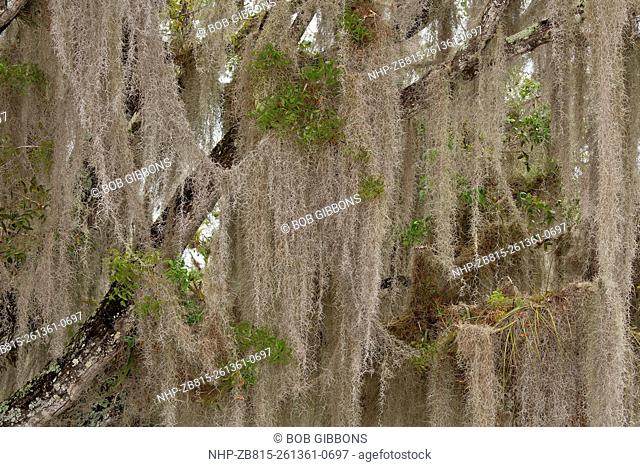Spanish moss, or Air Plant; Tillandsia usneoides, epiphytic on Wild Tamarind, Lysiloma latisiliquum, Florida