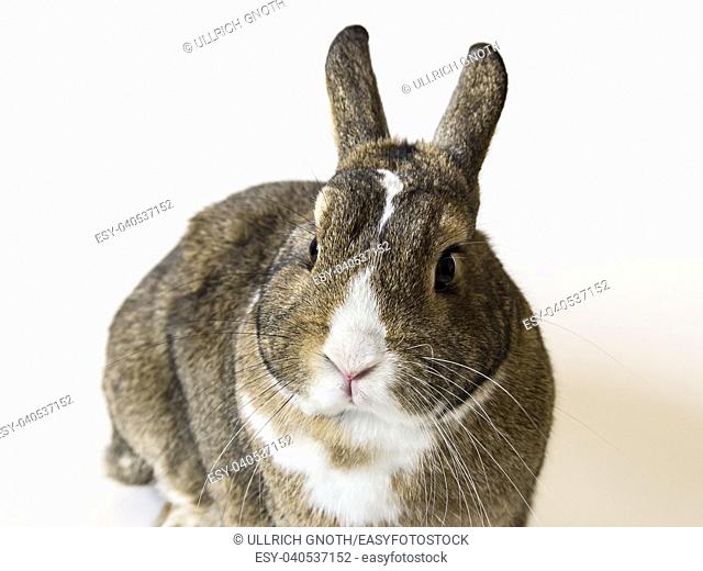 A rabbit, a pygmy rabbit, an agouti Netherland Dwarf isolated against white background