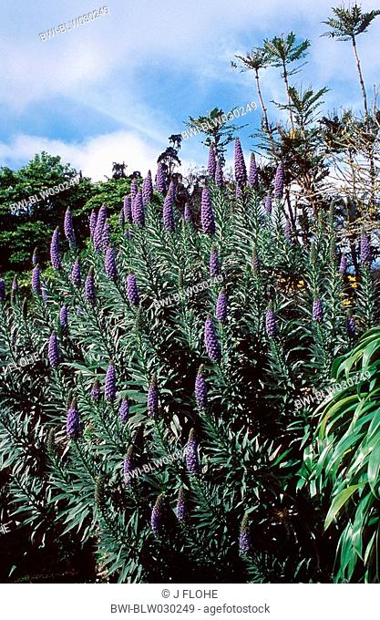 pride of Madeira, tower of jewels Echium candicans, Echium fastuosum, blooming plants, Portugal, Madeira
