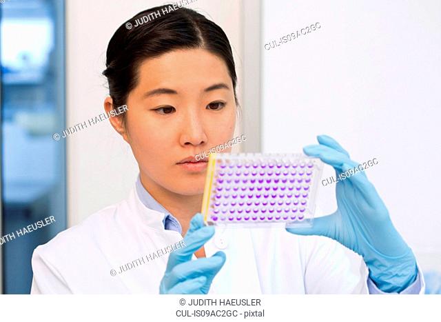 Female scientist examining samples in microtiter plate with crystal violet solution