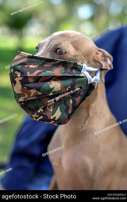 Pure breed Italian greyhound dog in the park with protective mask for coronavirus. Covid-19