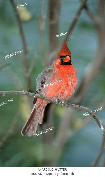Common Cardinal male Everglades national park Florida USA Cardinalis cardinalis