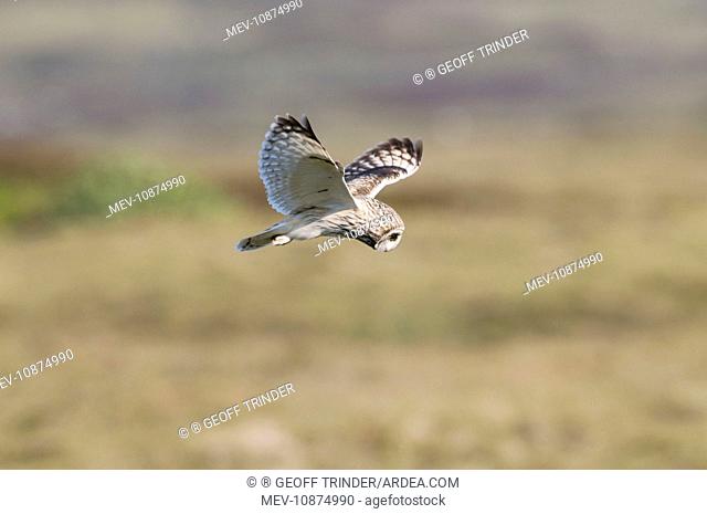 Short-eared Owl - hovering over moorland (Asio flammeus). North Uist - Outer Hebrides