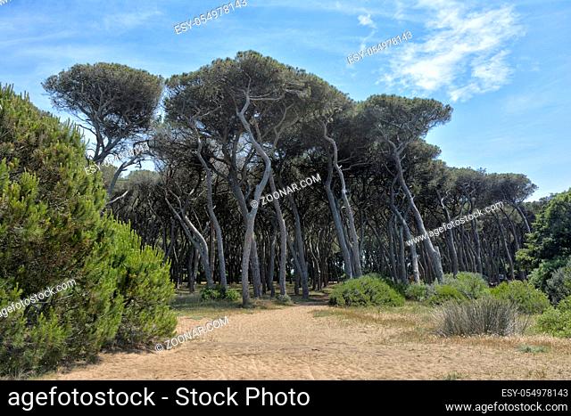 ein Pinienwald am Mittelmeerstrand in der suedlichen Toskana