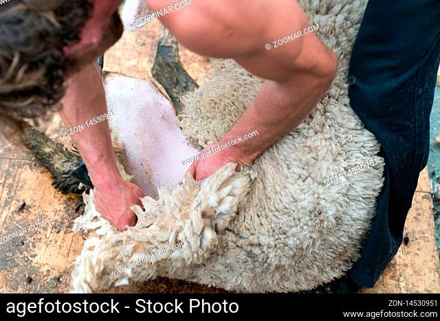 Savognin, GR / Switzerland, - 12 October, 2019: A detailed view of a shepherd shearing his sheep for the wool