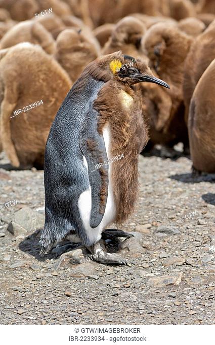 Molting King penguin (Aptenodytes patagonicus) in front of a rookery, Fortuna Bay, South Georgia Island