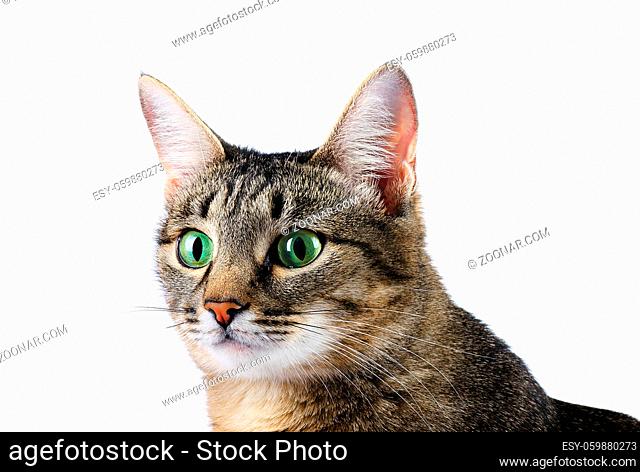 Curious tabby cat on a white background