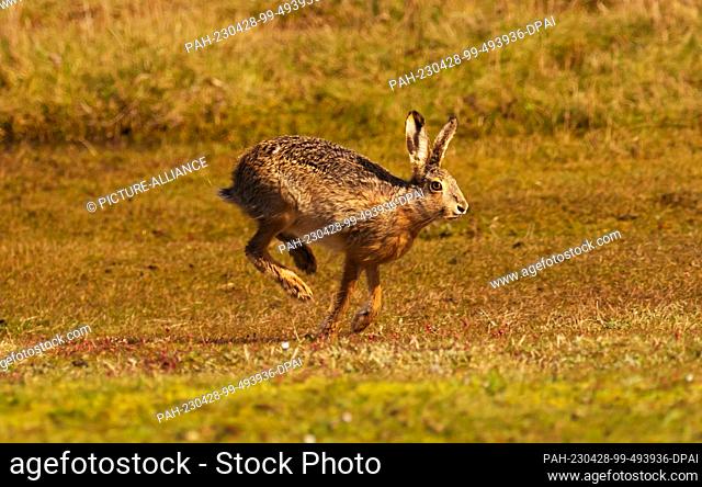 11 April 2023, Lower Saxony, Wangerooge: 11.04.2023, Wangerooge. A brown hare (Lepus europaeus) runs across a meadow on the North Sea island of Wangerooge