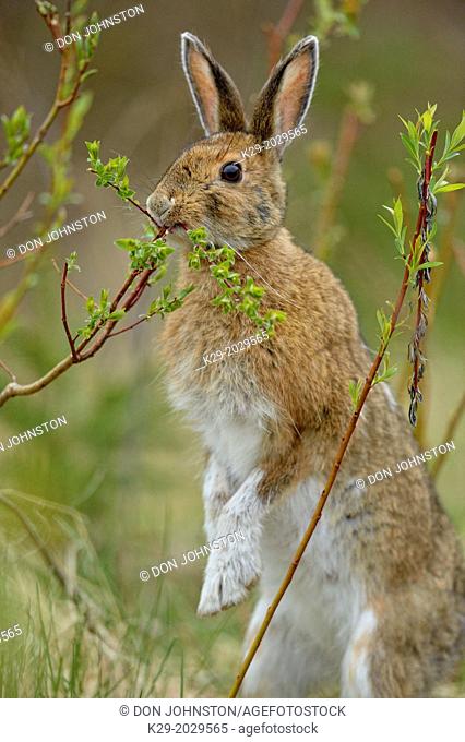 Varying/snowshoe hare (Lepus americanus) Eating willow, Greater Sudbury (Lively), Ontario, Canada