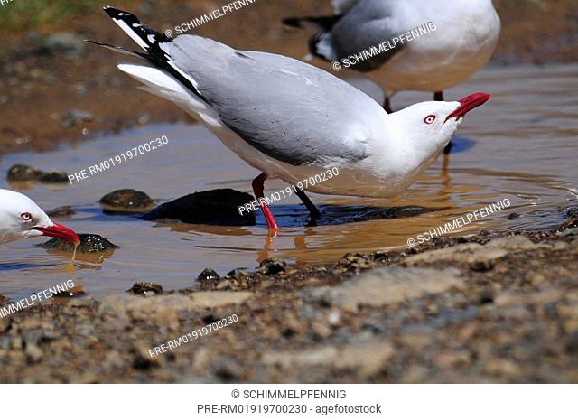 Silver Gull, Larus novaehollandiae