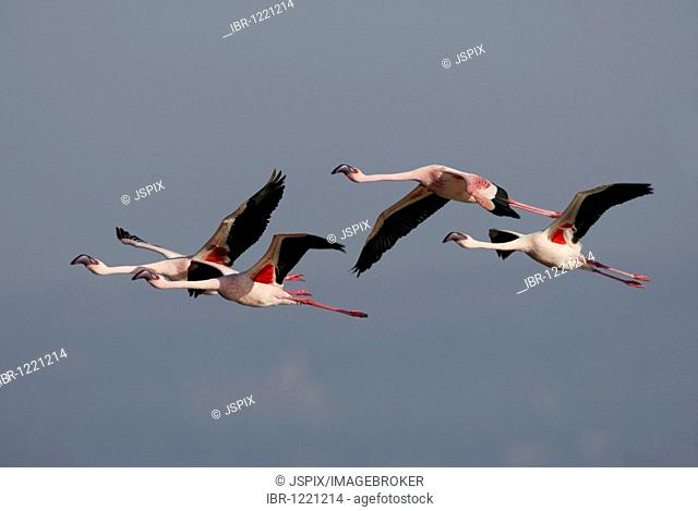 Lesser Flamingo (Phoenicopterus minor), group, flying, Lake Nakuru, Kenya, Africa