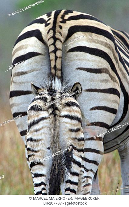 Plains Zebras (equus quagga) from behind, Krueger National Park, South Africa