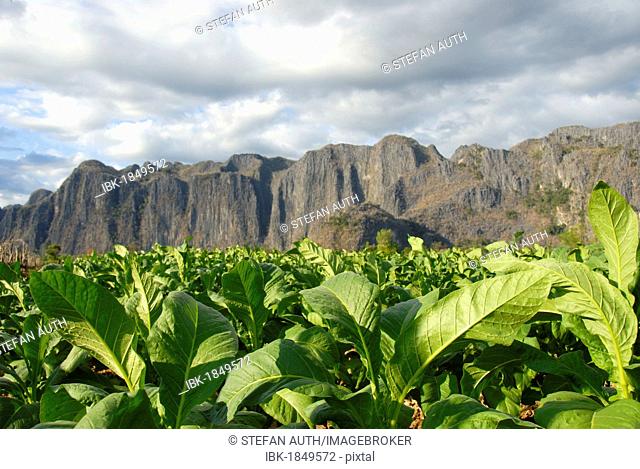 Agriculture, tobacco plants in the field, at Thakhek, Khammuan province, Khammouane, Laos, Southeast Asia, Asia