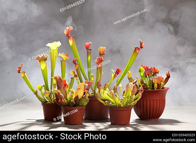 Purple sarracenia flower - carnivorous plant that traps insects and digests them