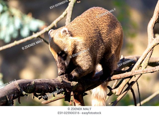 South American coati (Nasua nasua), known as the ring-tailed coati