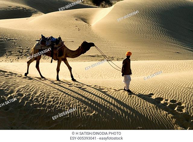 Man walking with camel in sand dunes , Khuri , Jaislamer , Rajasthan , India