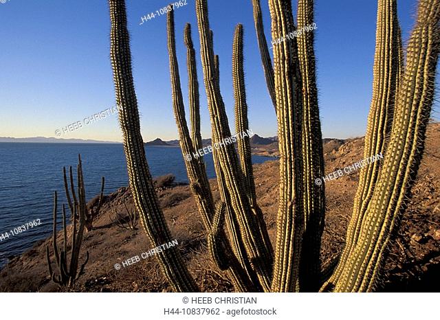 Mexico, Central America, America, Sea of Cortez, Kino Nuevo, Sonora, cactus, cacti, landscape, coast, sea, landscape