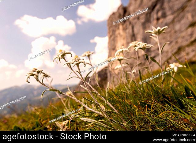 Alpine Edelweiss (Leontopodium nivale) in the Karwendel with blue sky and mountain in the background