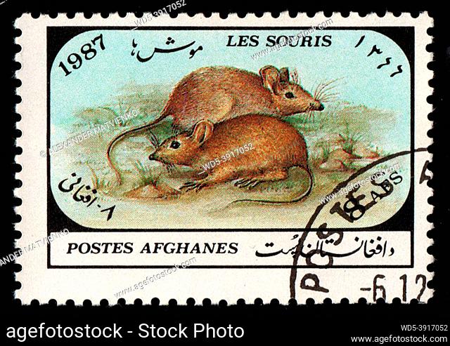 Afghanistan - CIRCA 1987: Rats depicted on postage stamp. Brown field rats on stamps of Afghanistan. Stamp for mail isolated on black