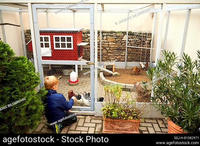 Domestic chicken. Hen house with chicken-run in a courtyard. Germany