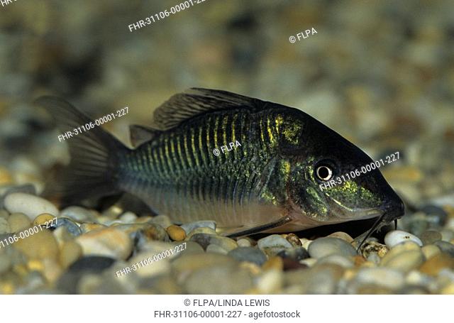 Emerald Catfish Brochis splendens Peaceful bottom dweller