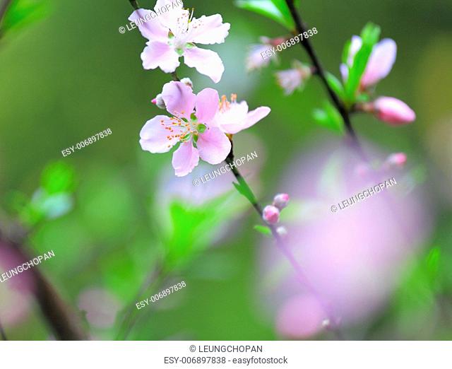 Flowers of cherry blossoms on spring day
