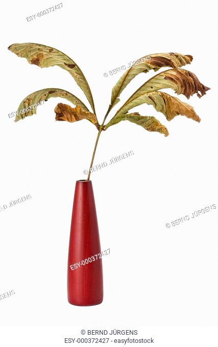 getrocknetes herbstliches Kastanienblatt in eine rote Vase