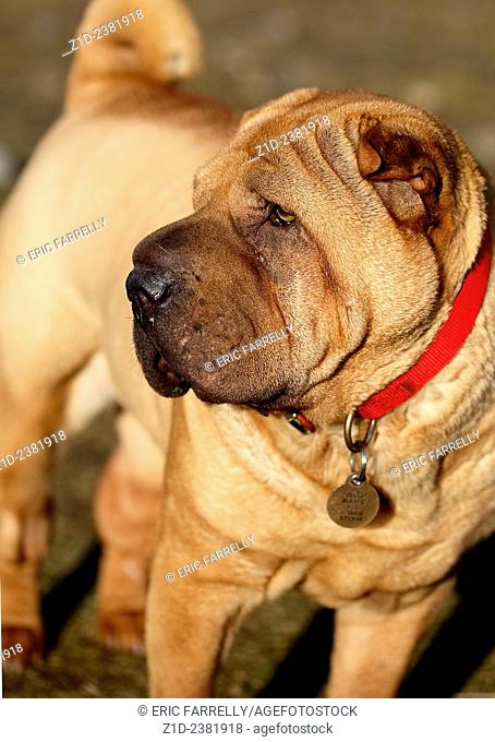 Shar Pei .Breed of dog. ""The face only a mother would love""