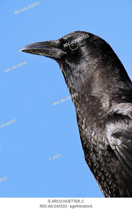 American Crow Myakka River State Park Florida USA Corvus brachyrhynchos side profile