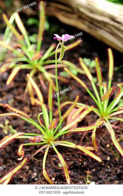 Cape sundew (Drosera capensis) Is a carnivorous plant native to the Cape, South Africa. Inflorescence and leaves detail