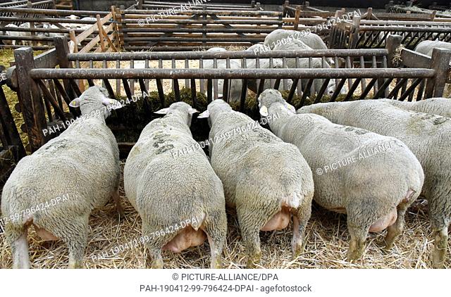 29 March 2019, Saxony, Oberholz: Merino meat sheep eat their concentrated feed at the Oberholz teaching and experimental farm of the Faculty of Veterinary...