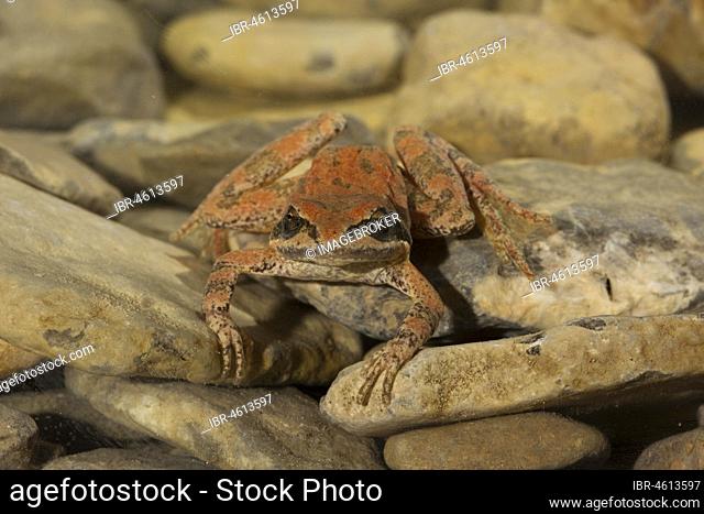 Pyrenean frog (Rana pyrenaica) at the bottom of a stream, Pyrenees, Aragon, Spain, Europe