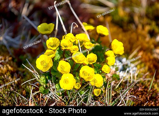 One of northernmost flower in world. Buttercup Sulphur-yellow (Ranunculus sulphureus) adapted to cold low rise, wax flowers, volatile substance protoanemonin