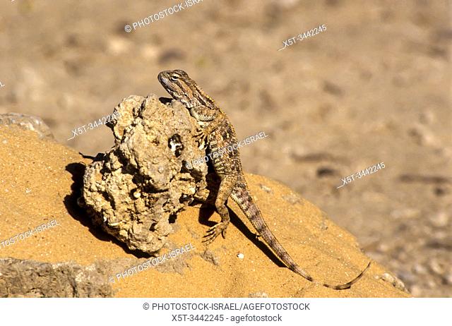 Savigny's agama (Trapelus savignii) is a species of lizard in the family Agamidae. It is found in Egypt, Israel, and the Palestinian territories